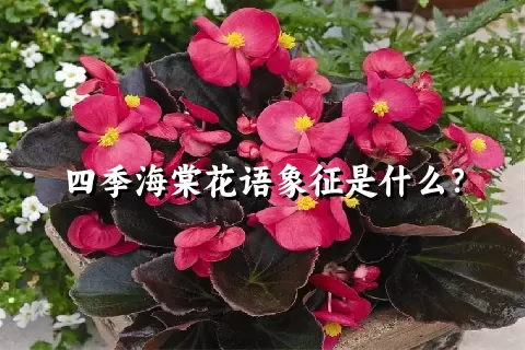 四季海棠花语象征是什么？