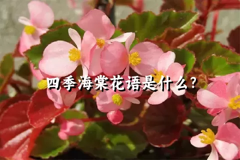 四季海棠花语是什么？