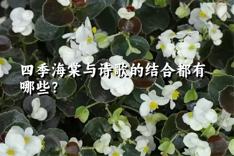 四季海棠与诗歌的结合都有哪些？