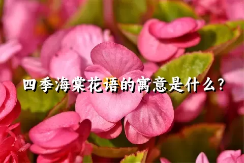 四季海棠花语的寓意是什么？