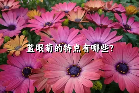 蓝眼菊的特点有哪些？