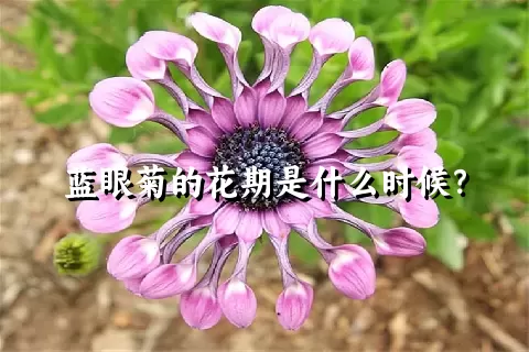 蓝眼菊的花期是什么时候？