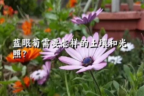 蓝眼菊需要怎样的土壤和光照？