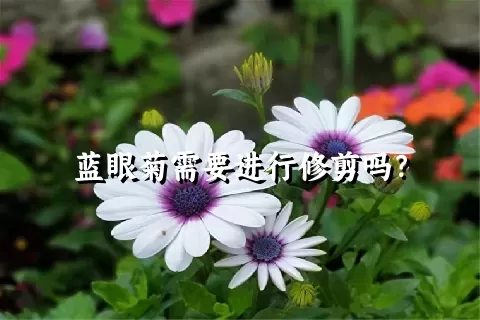 蓝眼菊需要进行修剪吗？