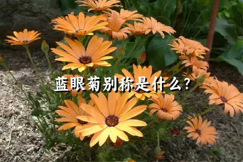 蓝眼菊别称是什么？