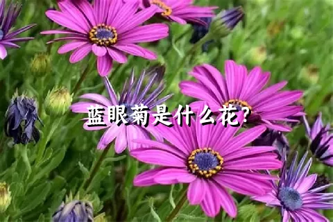 蓝眼菊是什么花？