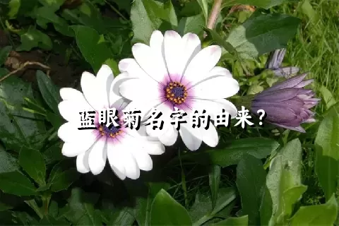 蓝眼菊名字的由来？