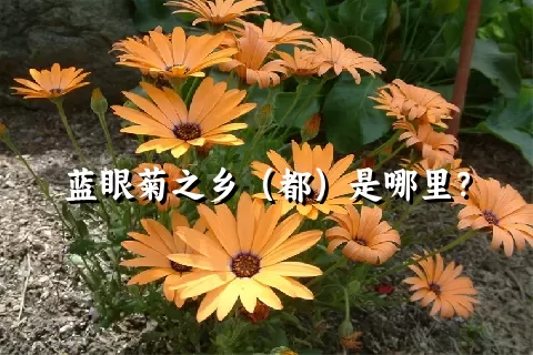 蓝眼菊之乡（都）是哪里？