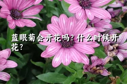 蓝眼菊会开花吗？什么时候开花？