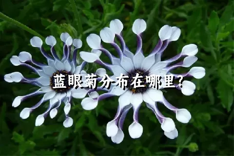 蓝眼菊分布在哪里?