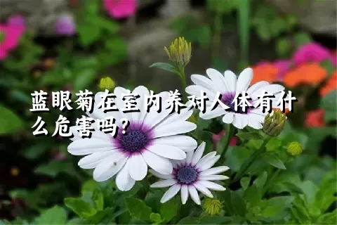 蓝眼菊在室内养对人体有什么危害吗？