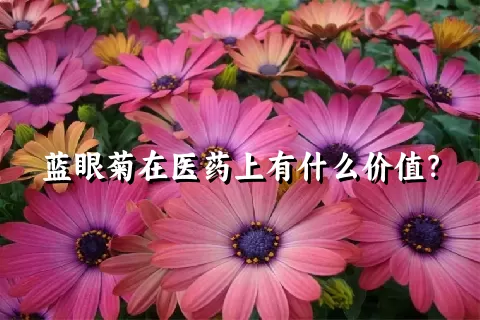 蓝眼菊在医药上有什么价值？