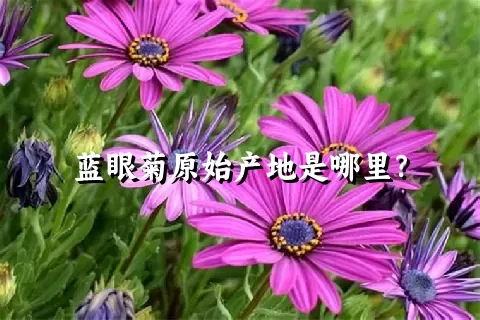 蓝眼菊原始产地是哪里？