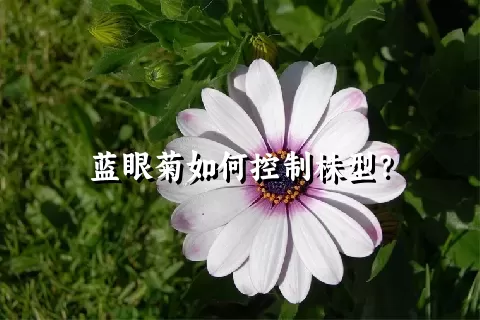 蓝眼菊如何控制株型？