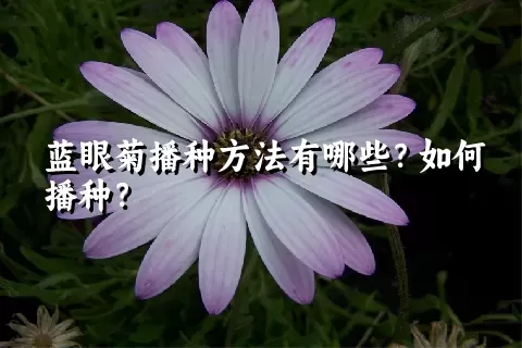 蓝眼菊播种方法有哪些？如何播种？