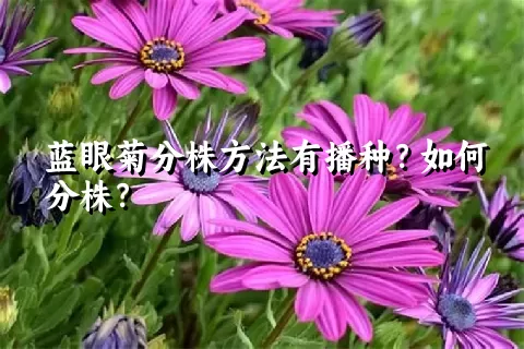 蓝眼菊分株方法有播种？如何分株？