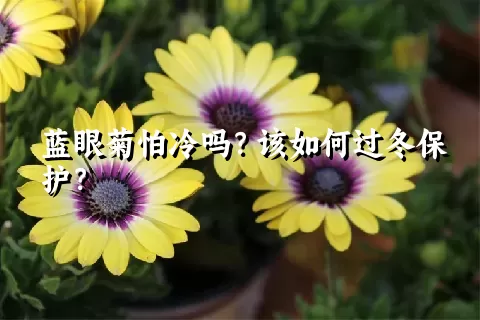 蓝眼菊怕冷吗？该如何过冬保护？