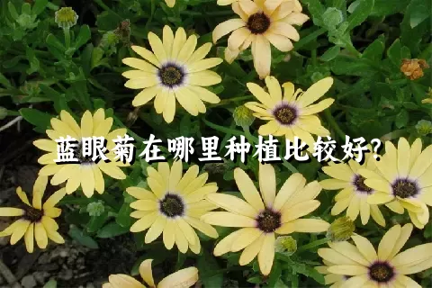 蓝眼菊在哪里种植比较好？