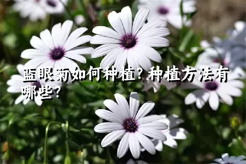 蓝眼菊如何种植？种植方法有哪些？