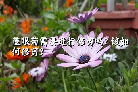 蓝眼菊需要进行修剪吗？该如何修剪？