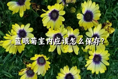 蓝眼菊室内应该怎么保存？