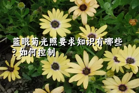 蓝眼菊光照要求知识有哪些？如何控制