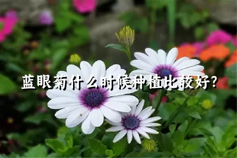 蓝眼菊什么时候种植比较好？