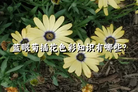 蓝眼菊插花色彩知识有哪些？