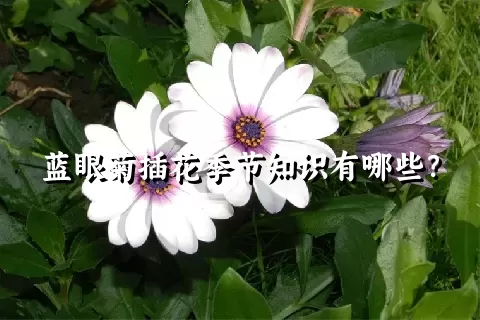 蓝眼菊插花季节知识有哪些？