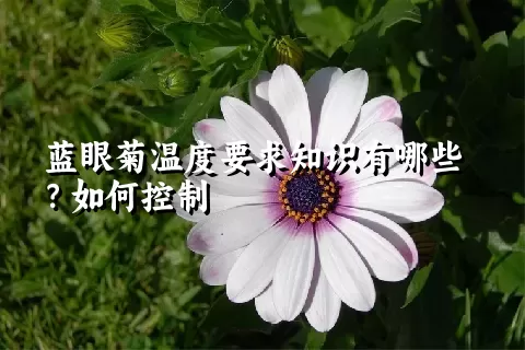 蓝眼菊温度要求知识有哪些？如何控制