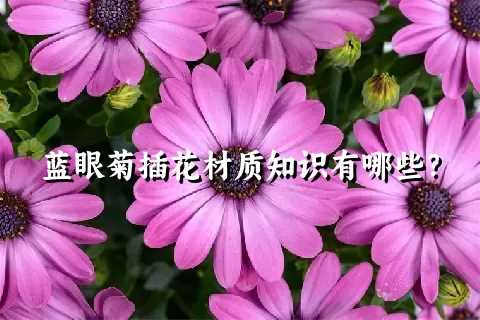 蓝眼菊插花材质知识有哪些？