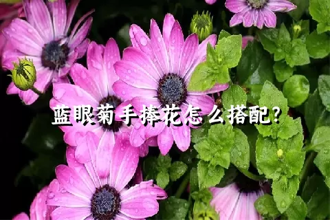 蓝眼菊手捧花怎么搭配？