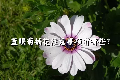 蓝眼菊插花注意事项有哪些？