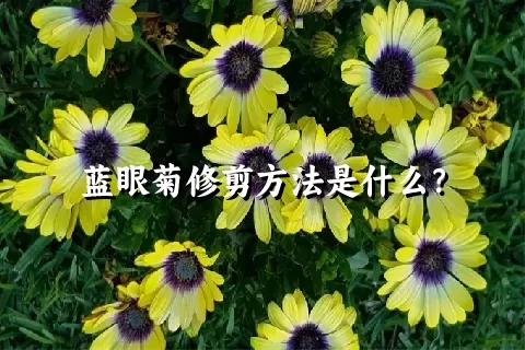 蓝眼菊修剪方法是什么？