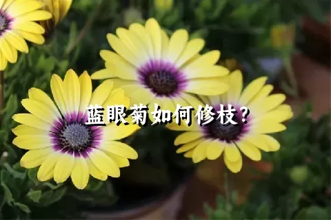 蓝眼菊如何修枝？