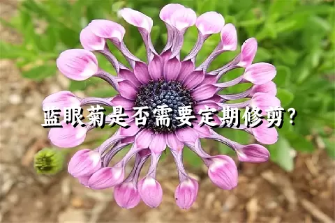 蓝眼菊是否需要定期修剪？