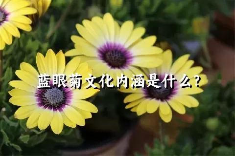 蓝眼菊文化内涵是什么？