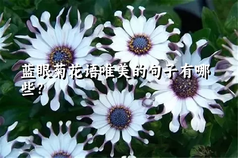 蓝眼菊花语唯美的句子有哪些？