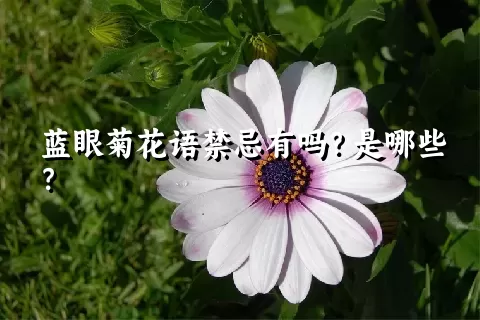 蓝眼菊花语禁忌有吗？是哪些？