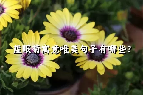 蓝眼菊寓意唯美句子有哪些？