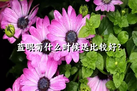 蓝眼菊什么时候送比较好？