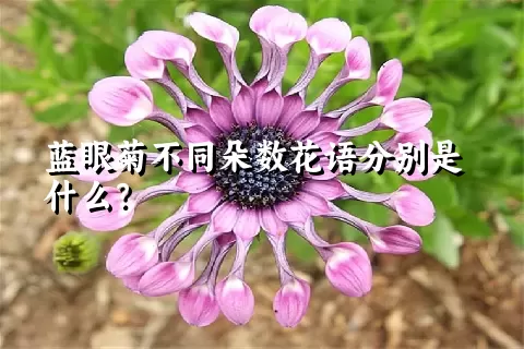 蓝眼菊不同朵数花语分别是什么？