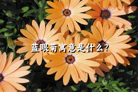 蓝眼菊寓意是什么？