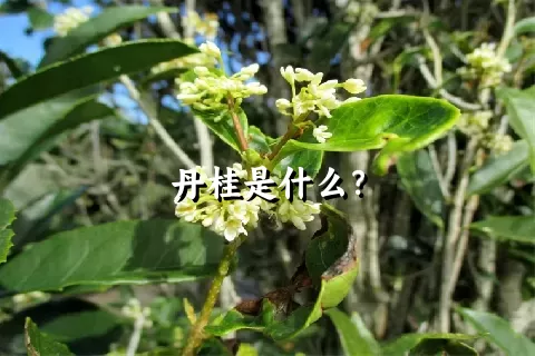 丹桂是什么？