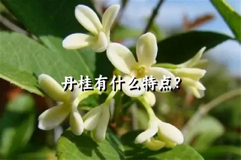 丹桂有什么特点？