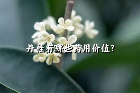 丹桂有哪些药用价值？