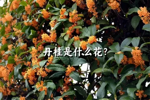 丹桂是什么花？