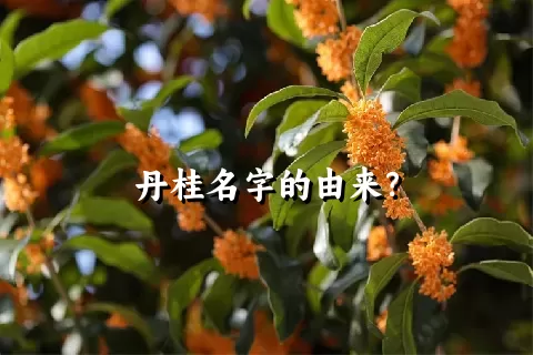 丹桂名字的由来？