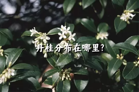 丹桂分布在哪里?