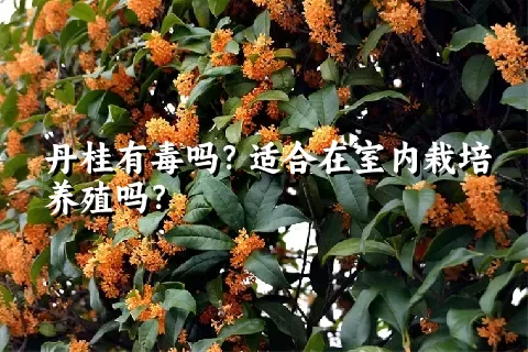 丹桂有毒吗？适合在室内栽培养殖吗？